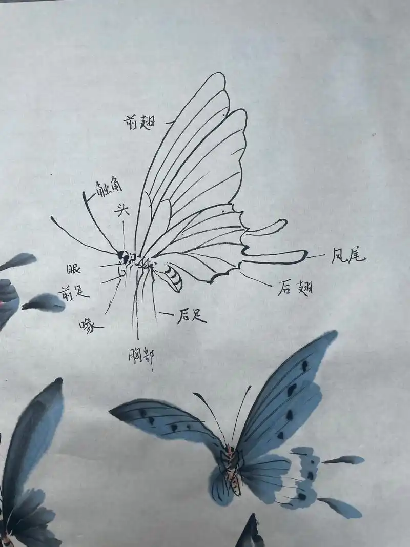 03工笔与没骨蝴蝶.每天9点直播,喜欢蝴蝶的同学可以一起跟画