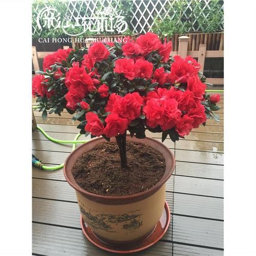 名贵大富贵大红袍国旗红杜鹃花苞精美盆栽重瓣大花品种多季花