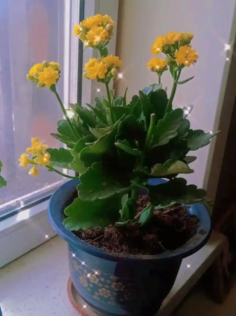 长寿花的寓意深远看看吧不一定有结果了噢