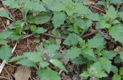 苦地胆又名苦龙胆草,天芥菜,鸡疴粘,土柴胡,马驾百兴,草鞋底,牛插鼻