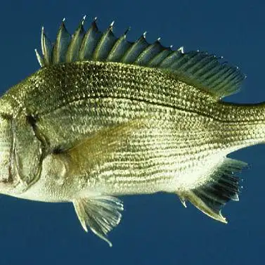 钓黑鲷鱼有技巧,详解黑鲷鱼的生活习性及钓法,让垂钓不再觉得难