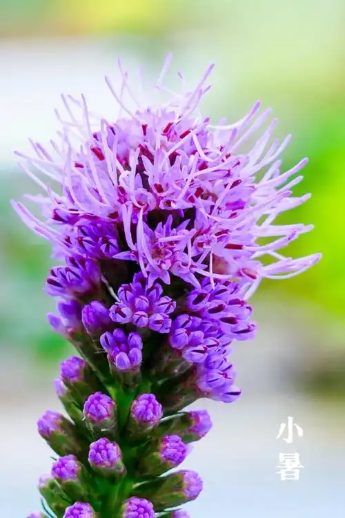 壁纸 花 桌面 1080_1620 竖版 竖屏 手机