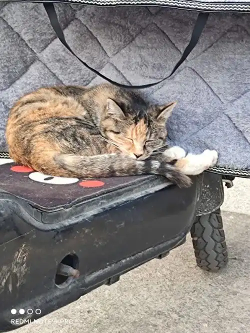 学长来我的车车上睡觉了sosweet