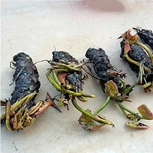 子暄睡莲花净化水源池塘大缸养殖水生水中植物睡莲根茎种根块水养花卉