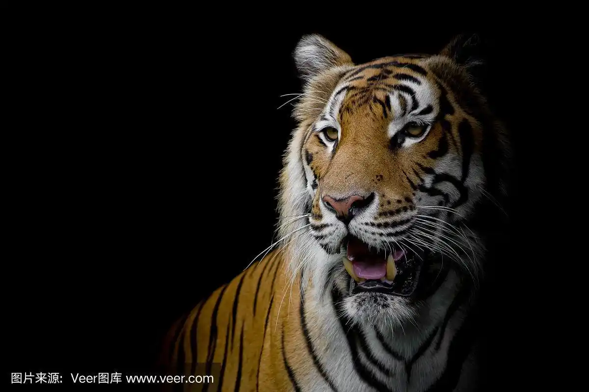近距离面对孤立的老虎在黑色背景