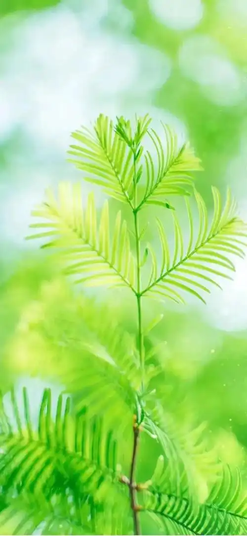 一组超好看的绿色清新壁纸