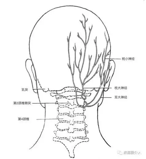 "低头族"小心你的枕大神经!_疼痛_相关疾病_缓解方法 - 好大夫在线