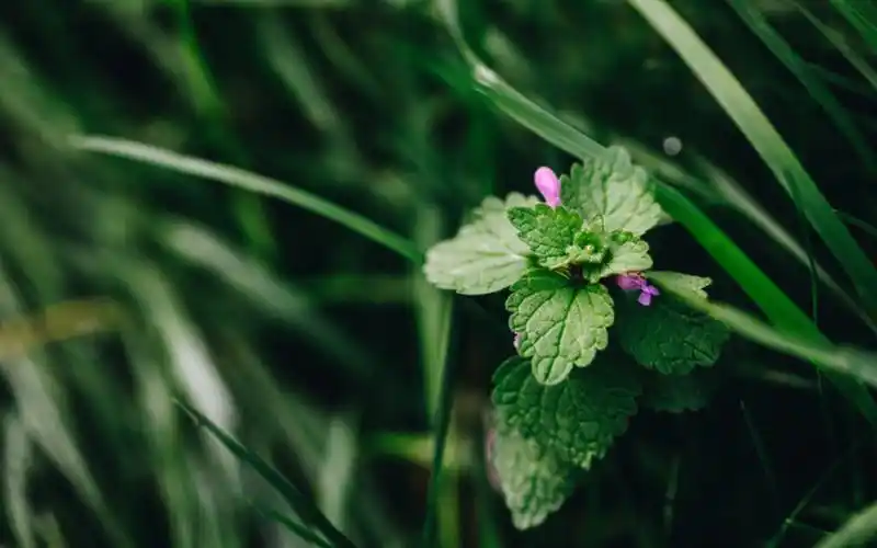 绿色护眼的薄荷植物图片桌面壁纸