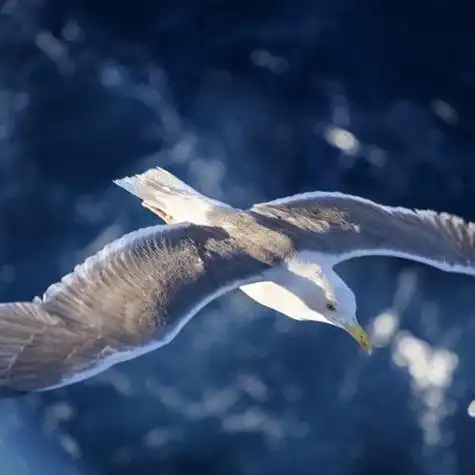 展翅飞翔的海鸥送给喜欢用海鸥做头像的人