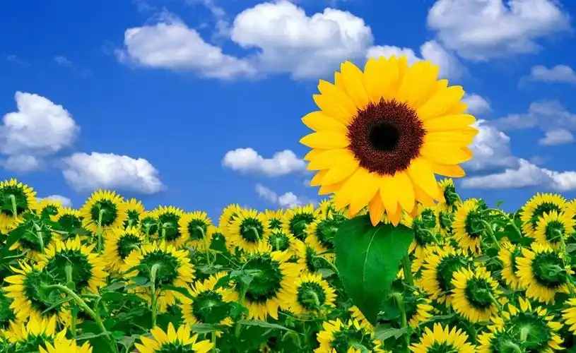 好心态 好人生 -----读书心得