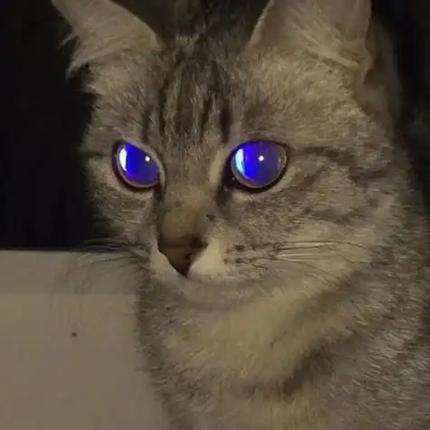 超帅猫咪头像 猫咪头像图片大全 -【爱个性】