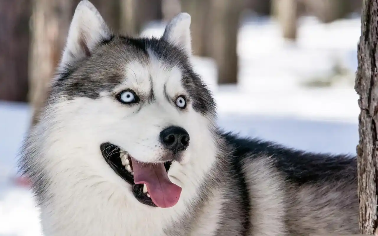 蠢萌的哈士奇桌面壁纸