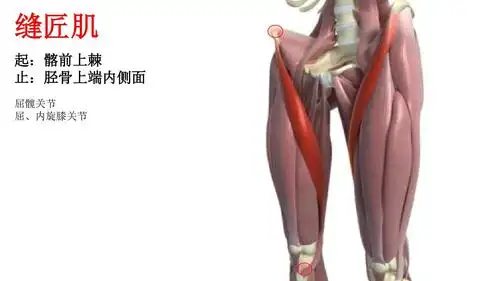 下肢大腿内侧外侧肌群ppt