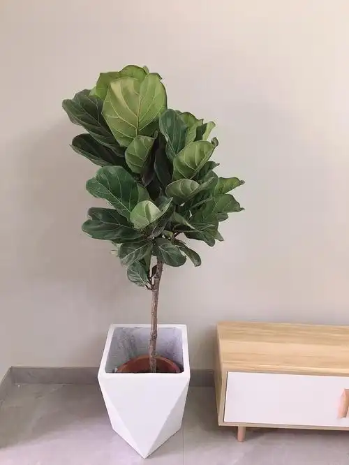 琴叶榕大叶盆栽室内大型植物办公室绿植