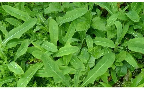 特色山野菜纯天然野生苦苦菜250g*40袋