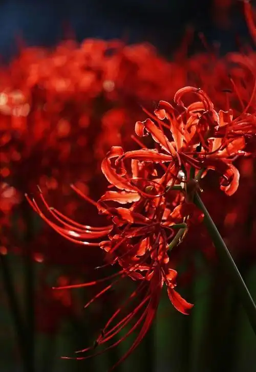 彼岸花 - 堆糖,美图壁纸兴趣社区