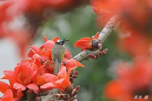 百鸟朝凤 英雄花开
