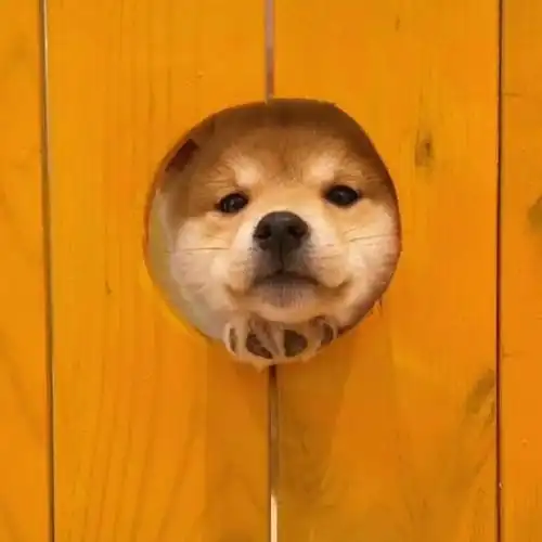 狗狗系列头像萌晕