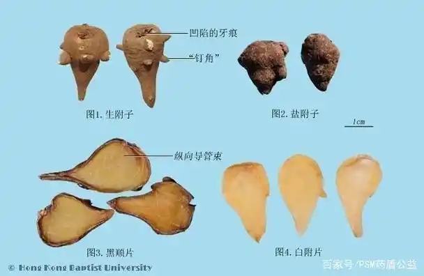 作者:上海市中医医院 朱海青
