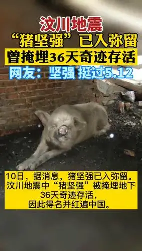 汶川地震猪坚强已入弥留曾掩埋36天奇迹存活