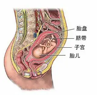 人体胎盘吃得到底健康不