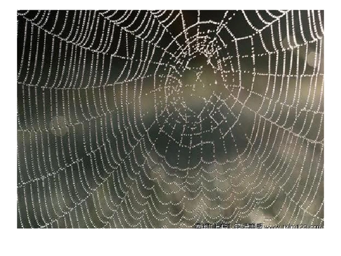 美术四年级上人教版4生活中的线条课件33张