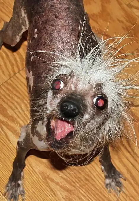 世界最丑狗开赛萌犬丑出天际 冠军可获1万元奖励