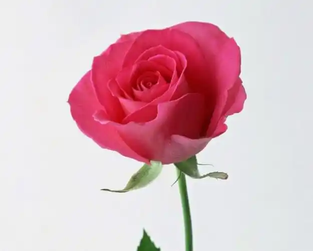 一朵花,高清图片-壁纸族