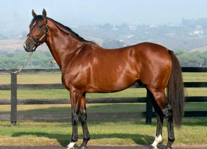 新疆伊犁马是我国马的优良品种.原产新疆伊犁地区.