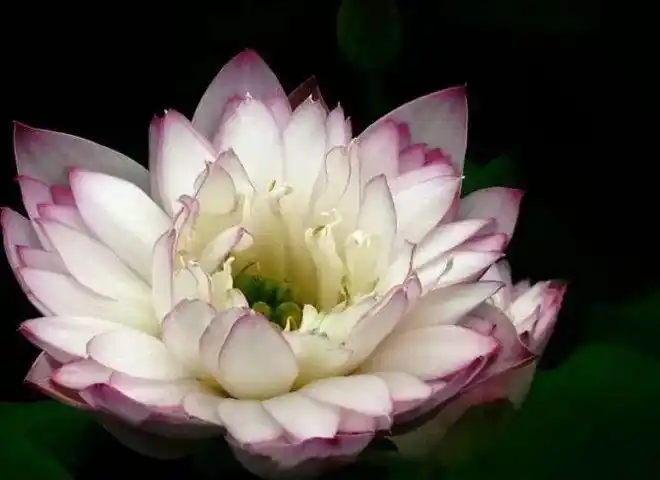 佛教珍品观赏莲花千瓣莲