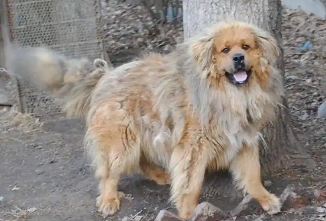 "亚洲霸王"藏獒生了一窝幼崽, 竟然长成这样! 网友说是和狼生的