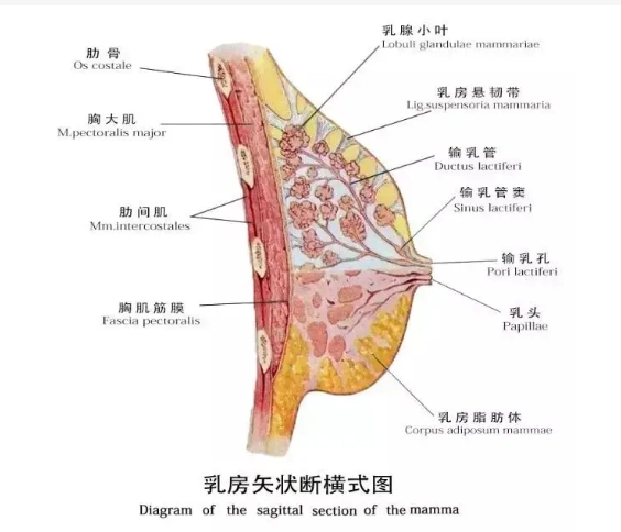 编辑1一发育过程录目词条图册快速导航乳头也称奶头,是哺乳动物乳房