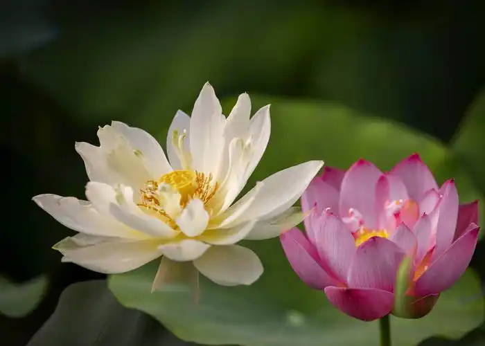 莲花通佛性,悟道在凡尘