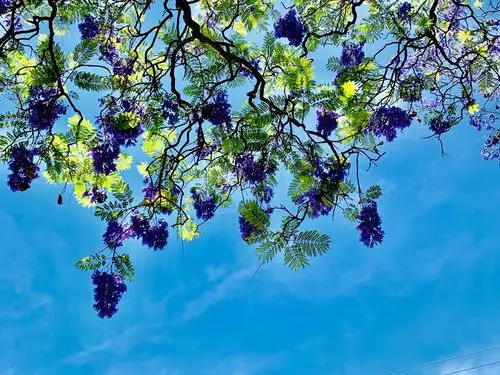 蓝花楹被誉为澳大利亚最美的花,可惜我们来晚了几天,大部分都已凋零