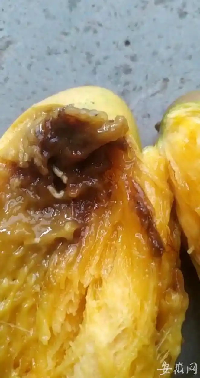 合肥市民网购芒果竟吃到白色虫子投诉无果商家失联