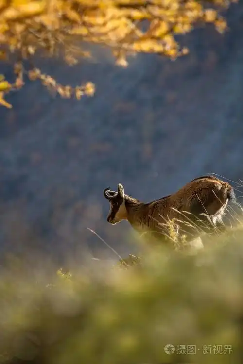 查莫瓦·鲁皮卡普拉在岩石山上,秋天的草山在意大利格拉帕迪索.