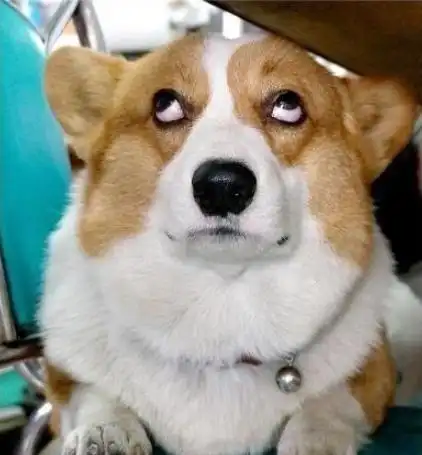 狗狗才是翻白眼的高手!镜头下嫌弃你的它们,一眼就能看出来