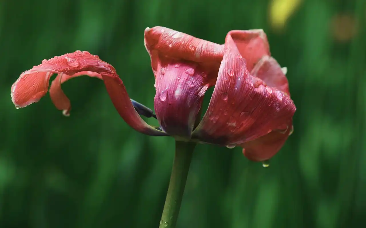 唯美郁金香图片桌面壁纸