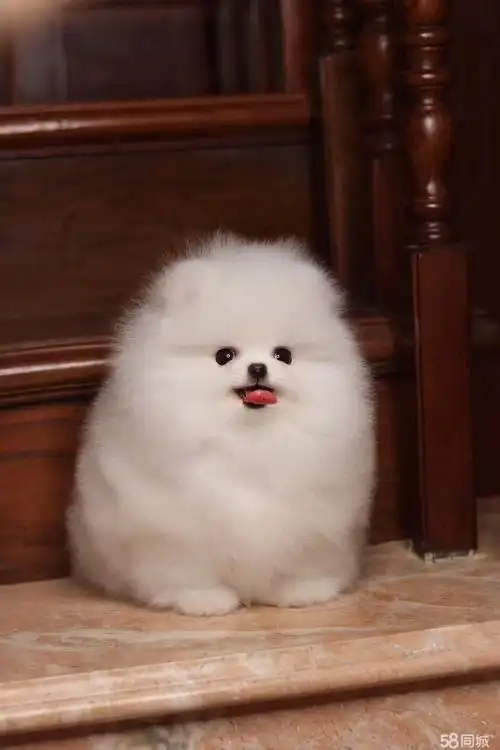 茶杯俊介博美球形哈多利黄博美长不大小体比熊泰迪宠物