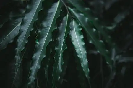 墨绿色深墨绿色棕榈叶图案照片