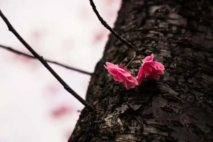 海棠 树木初春 花开 花卉摄影千埌作品 - 堆糖,美图壁纸兴趣社区