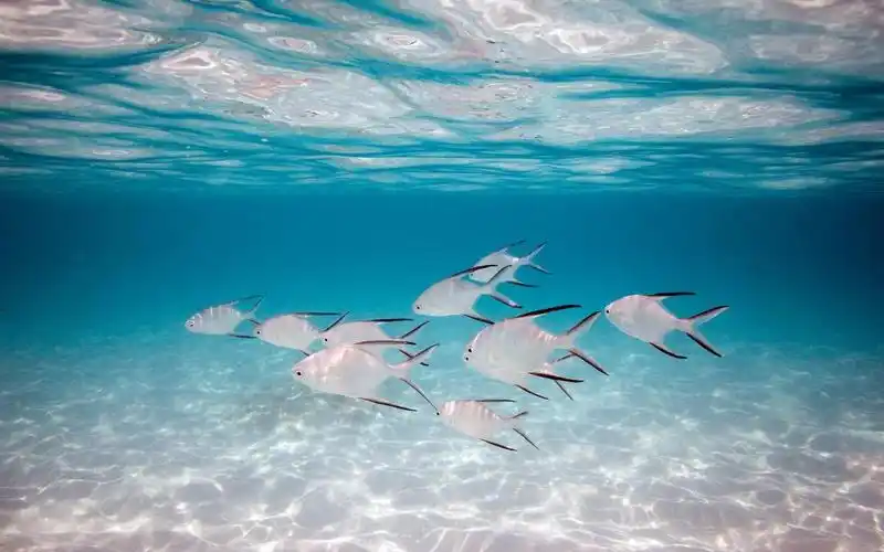 鱼全高清壁纸和背景1440x900分辨率查看