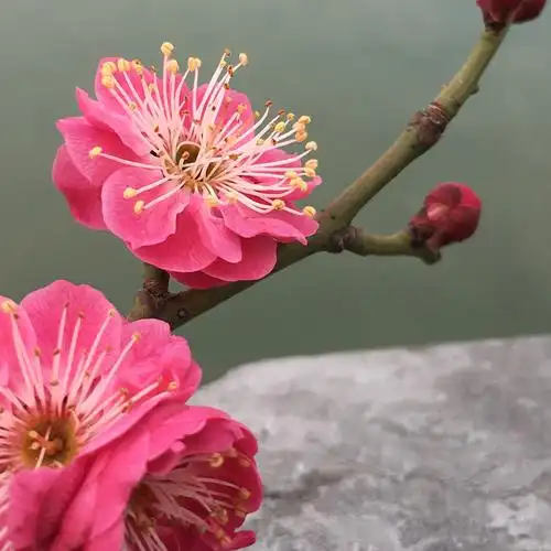 骨里红梅花朱砂梅品种盆栽树苗造型盆景阳台庭院浓香包对版--爱鉴花
