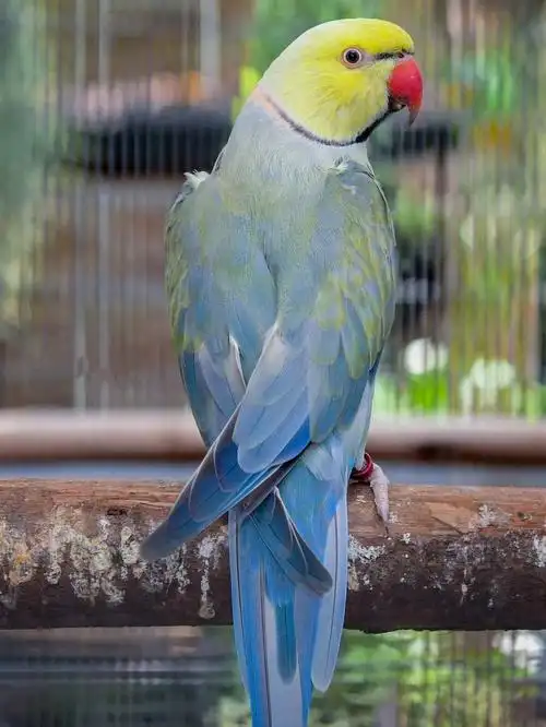 月轮鹦鹉你见过这么花的月轮鹦鹉吗