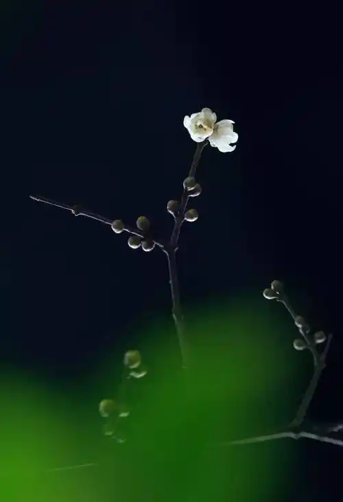 腊梅开启春的序曲,新年拍花先走一波