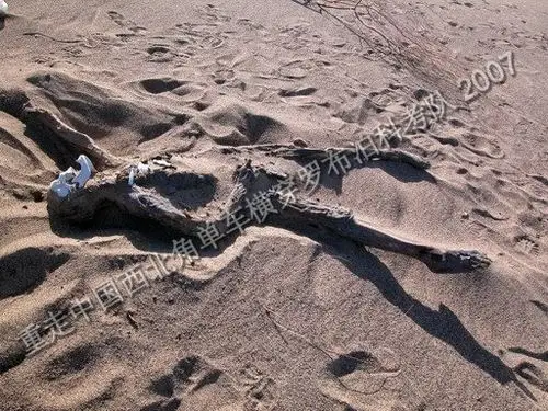 2005年在库姆塔格沙漠发现的疑似彭加木干尸