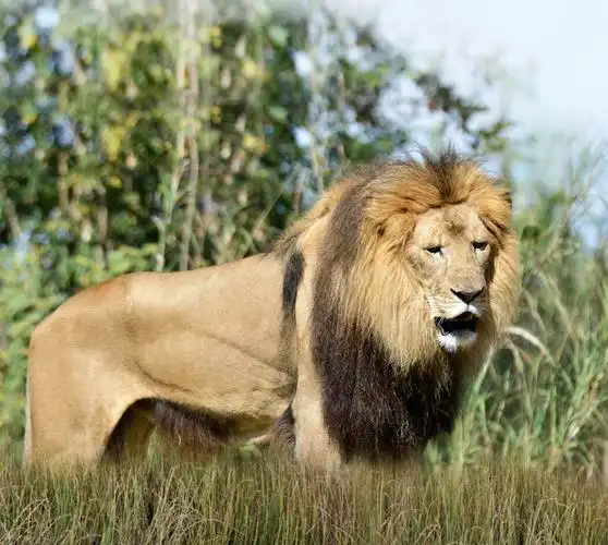 狮子,关门的雄狮在草图片