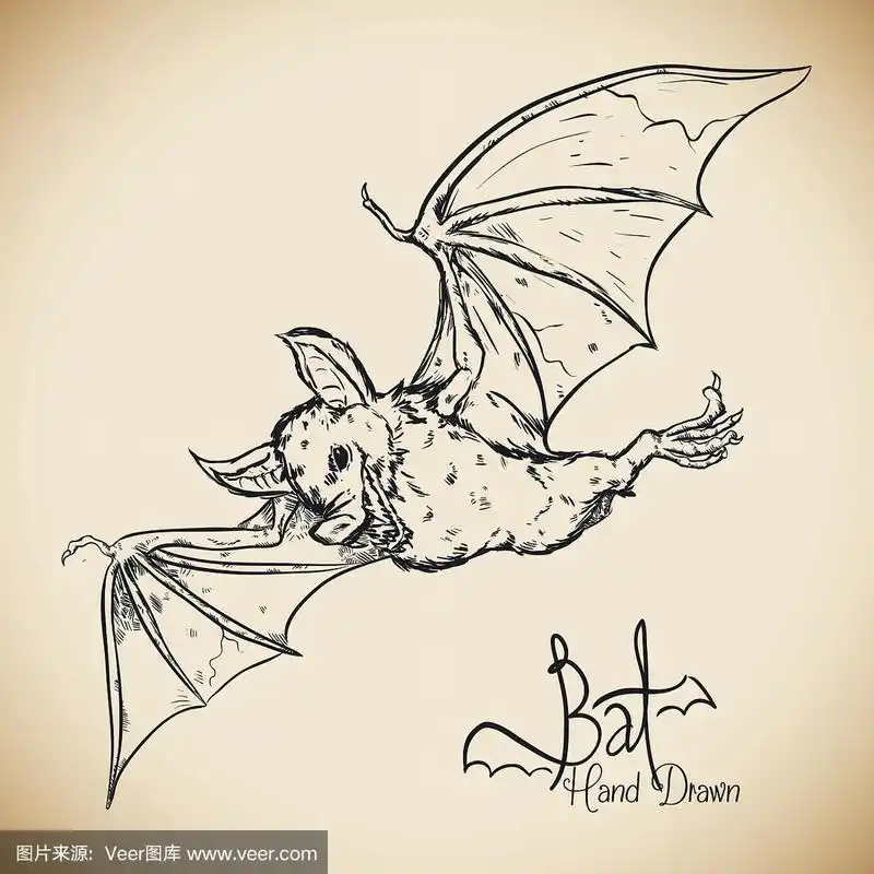 手绘写实蝙蝠