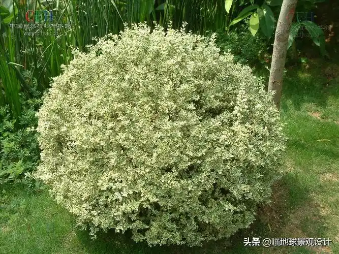 龙柏球图片(园林从业者必知的35种常见球类灌木植物)