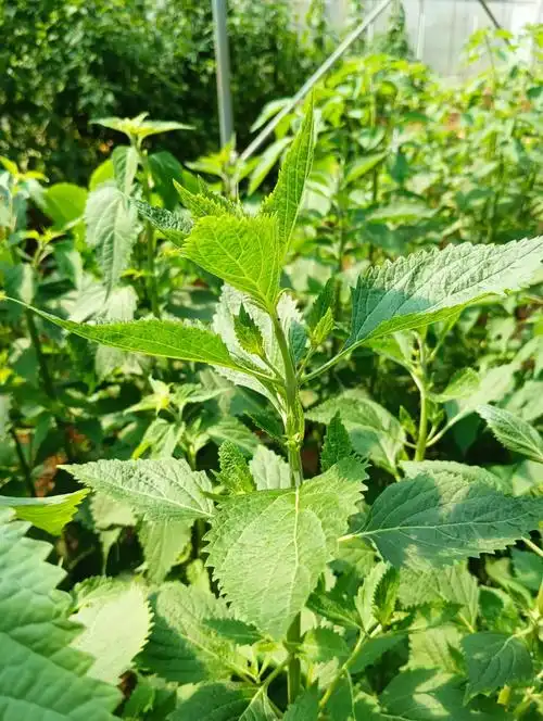 咽痛克星,毛萼香茶菜是什么?